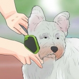 Trimma en westie's coat