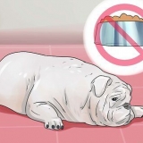 Behandling av diarré hos en hund