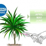 Beskärning dracaena