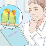 Uppfödning av lovebirds