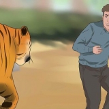 Att överleva en tigerattack