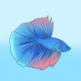 Bildar ett band med din bettafisk