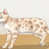 Identifiera en bengal