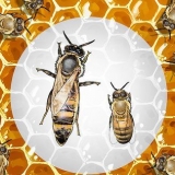 Identifiera en drottning