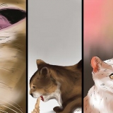 Behandla ett bistick på en katt