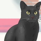 Identifiera en bombay cat