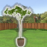 Plantera ett träd