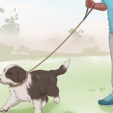 Att träna en border collie-valp
