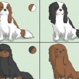 Att välja en cavalier king charles spaniel