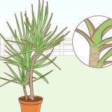 Att ta hand om en dracaena
