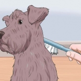 Trimma en dvärgschnauzer