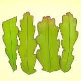 Odla en epiphyllum cactus