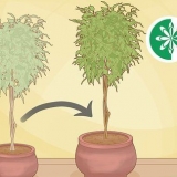 Plantera om ett ficusträd