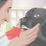 Behandla en trasig tand hos en hund