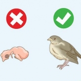 Hjälper en fallen boflygare