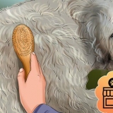 Trimma en goldendoodle