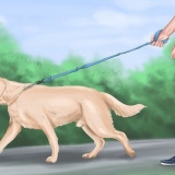 Lugnar en stor lekfull hund