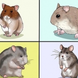 Att välja en hamster