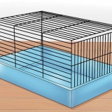 Tämja en hamster