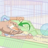 Lär en hamster tricks
