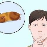 Att få en hamster ur viloläget