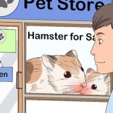 Att ta hand om en hamster