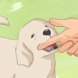 Hur man avtränar en hund att bita