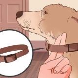Hur man avtränar en hund att dra