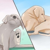 Kontrollerar en hund för ringorm