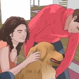 Hur man lyfter en hund på rätt sätt