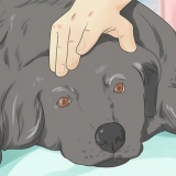 Att hjälpa en döende hund