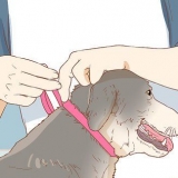 Stoppa en hund från att slicka ett sår