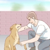 Hjälper en hund att återhämta sig från ett brutet ben