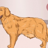 Hjälper en hund att rensa en blockering i tarmen