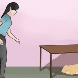 Att hålla en hund lugn under fyrverkerier