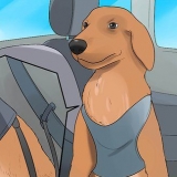 Att lugna en hund som är nervös i bilen