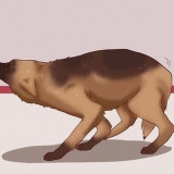 Att lugna en hund