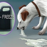 Få en hund att kräkas