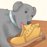 Hur man får en hund att sluta äta jord