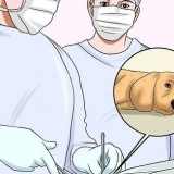 Hur man får en hund att sluta bita