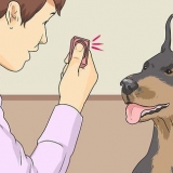 Att lära en hund att le