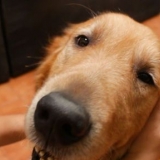 Massera en hund