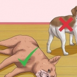 Gnugga en hunds mage