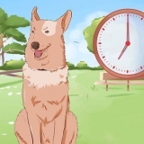 Att träna en hund att kissa ute