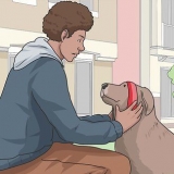 Gå ut med en hund