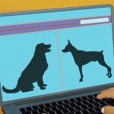 Adoptera en tjänstehund