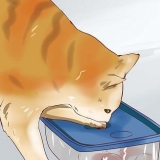 Att söva en hyperaktiv kattunge