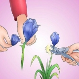 Leder en iris