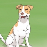 Att välja en jack russell valp