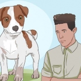 Att hålla en jack russell terrier lycklig
